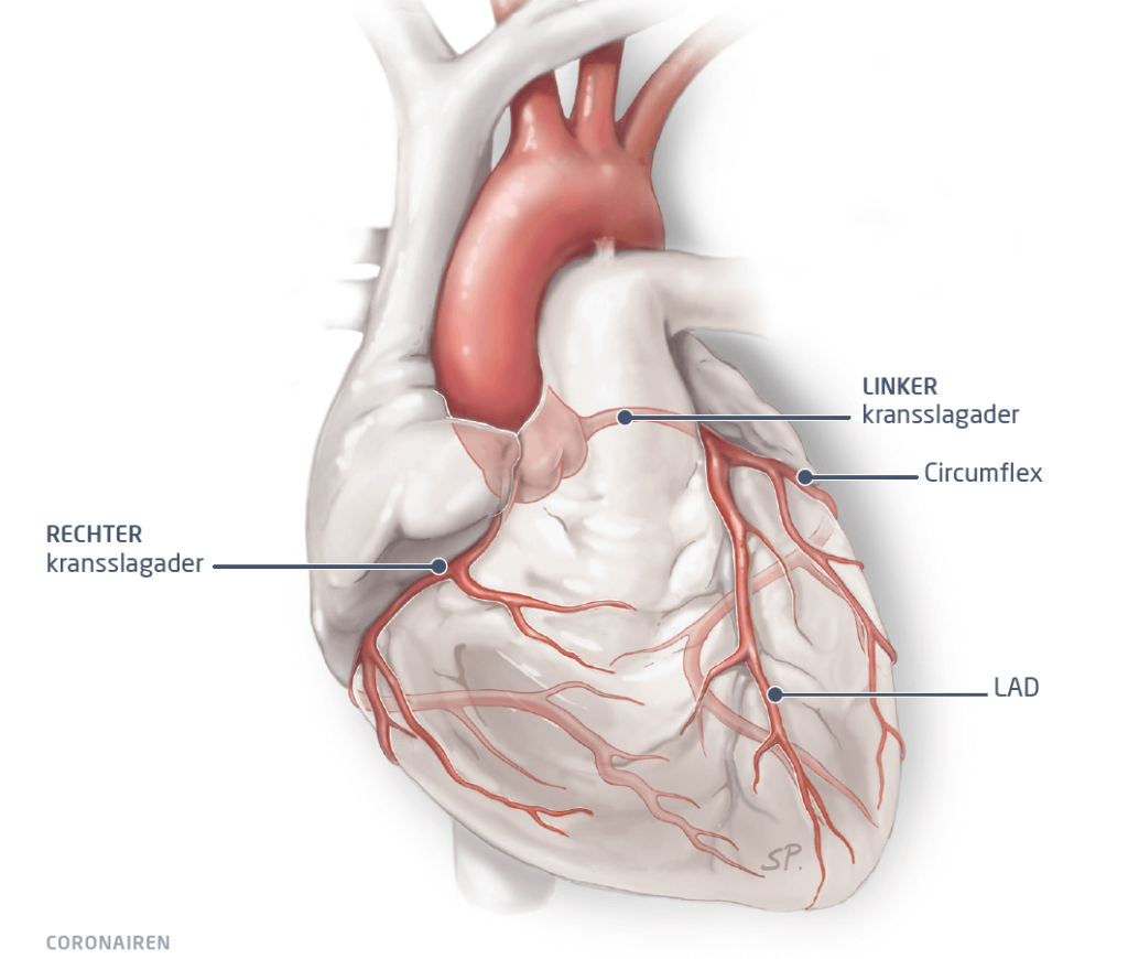 Tableau informatif sur l'alimentation en sang du cœur