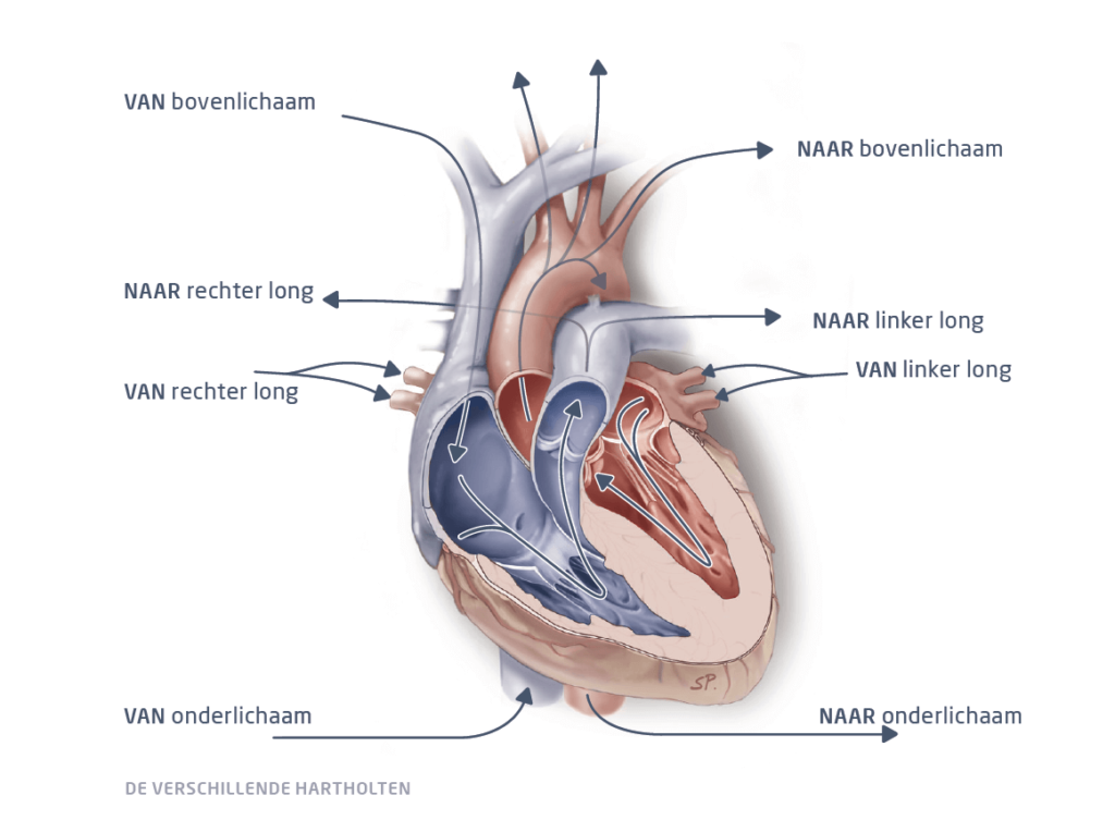 Informatief schema over de hartholten